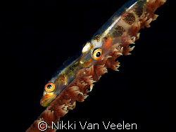 Gorgonian gobies taken at Nabq Park with Olympus E300 and... by Nikki Van Veelen 